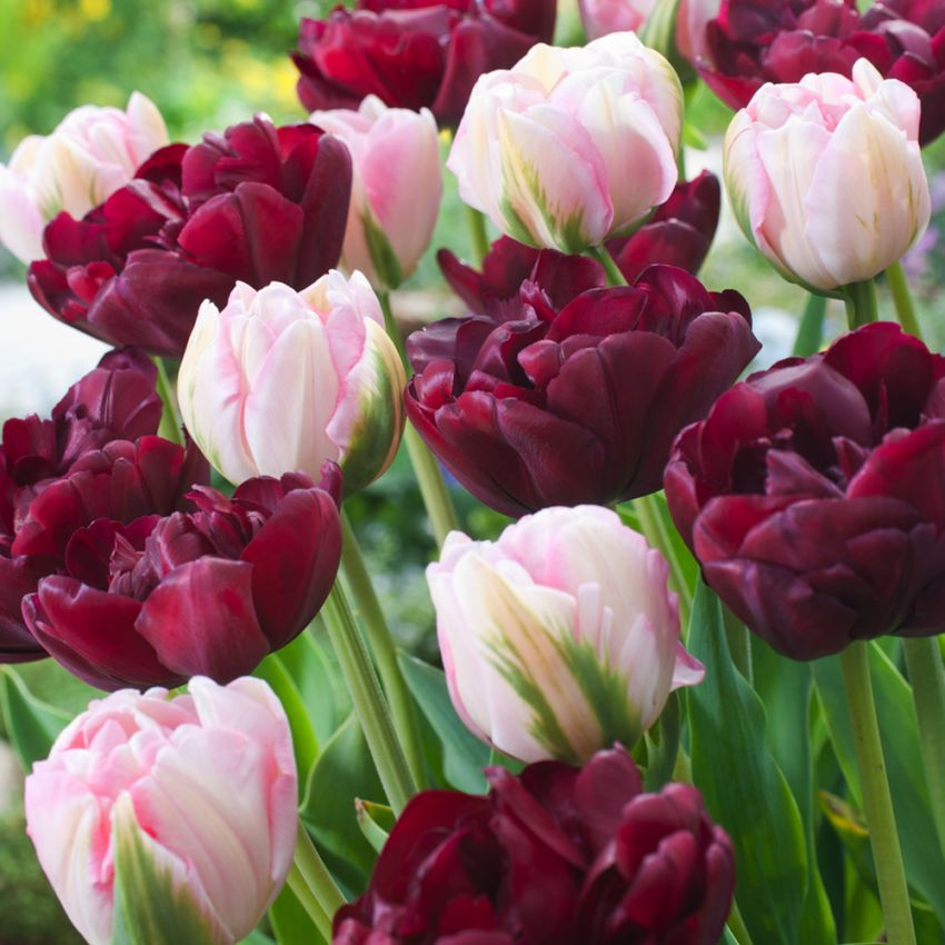 Tulipan 'Sweet Desire Mix' 15 stk. i gruppen Løk og knoller hos Impecta Fröhandel (466595)