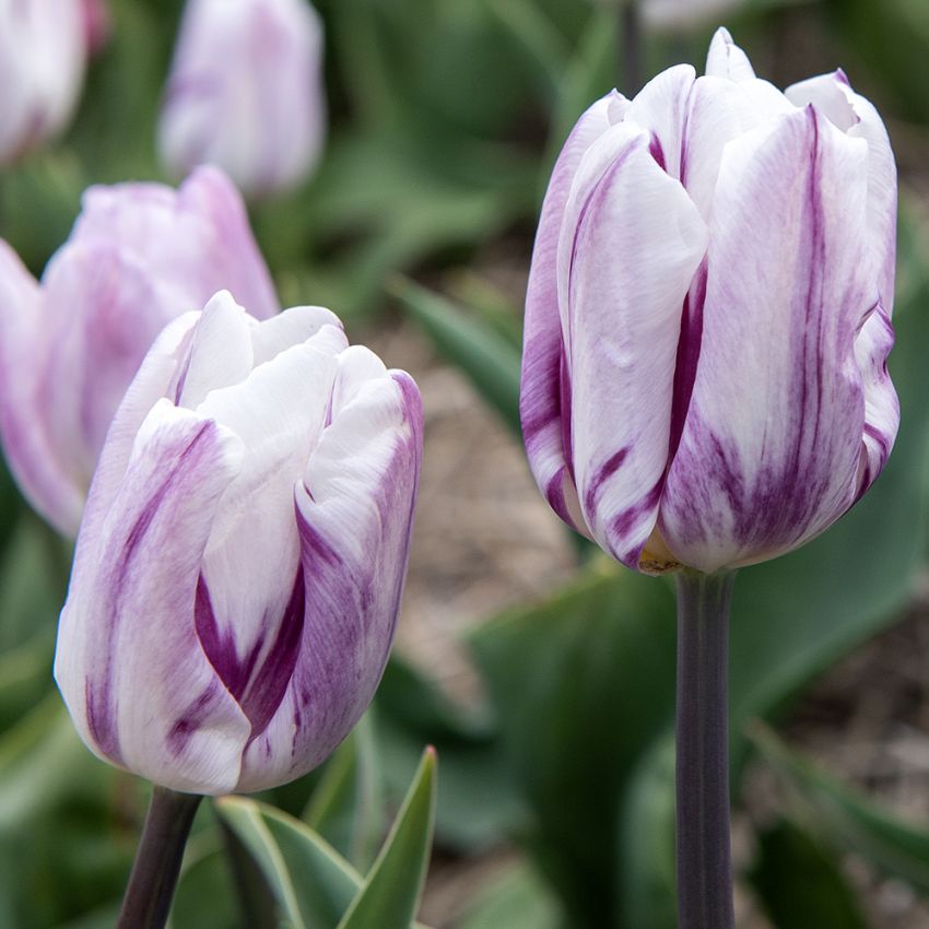 Triumftulipan 'Flaming Flag' 80 stk. i gruppen Tips / Løk og knoller hos Impecta Fröhandel (467510)