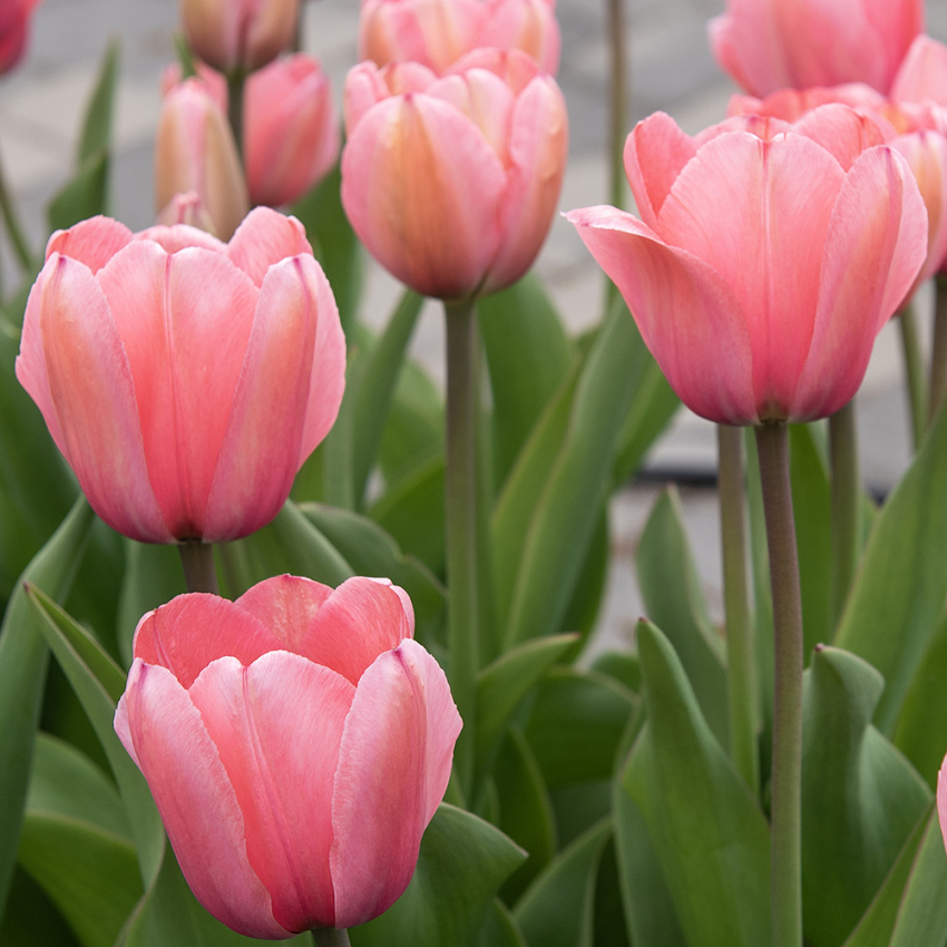 Darwin-hybridtulipan 'Pink Impression' 80 stk. i gruppen Løk og knoller hos Impecta Fröhandel (467550)