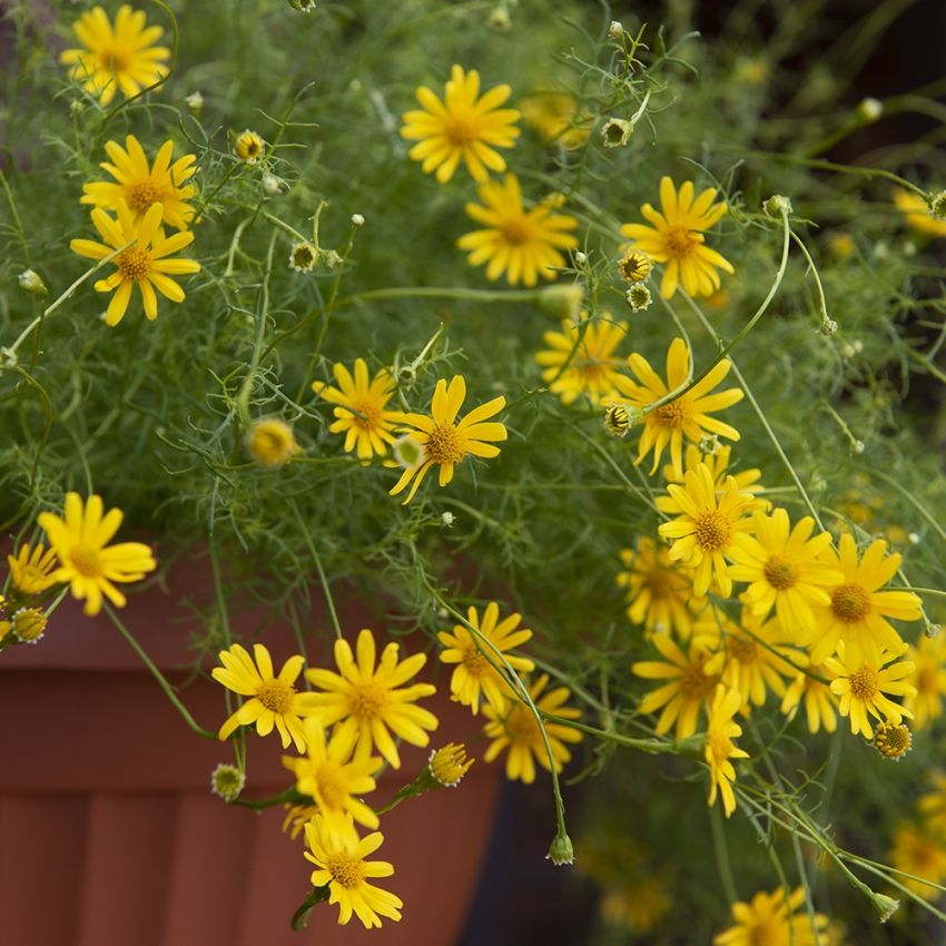 Texaskrage 'Golden Dawn' i gruppen Frø / Ettårige blomster hos Impecta Fröhandel (484)