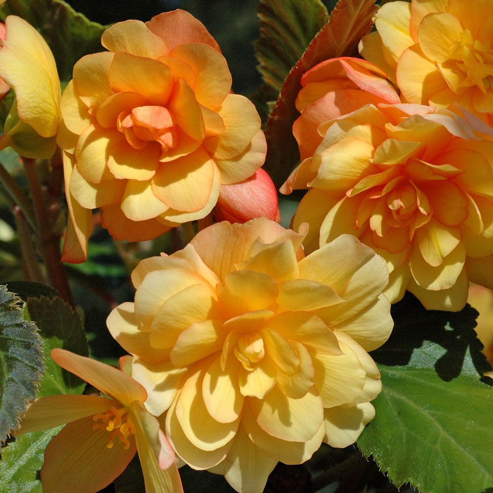 Hengebegonia F1 'Illumination Apricot' i gruppen Frø / Ettårige blomster hos Impecta Fröhandel (49)
