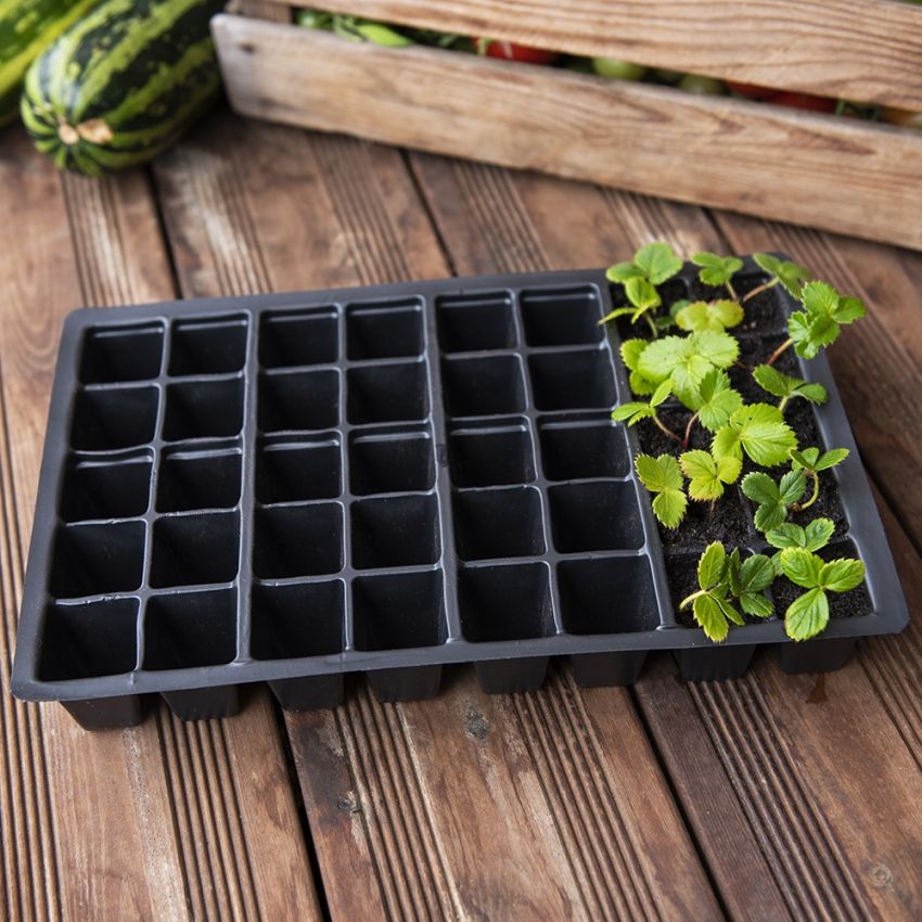 Pluggbrett 40 celler 5-pakning i gruppen Tilbehør / Såing/planting hos Impecta Fröhandel (50370)