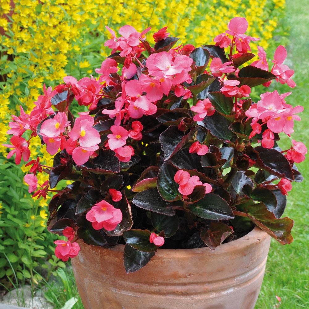 Begonia 'Big Rose with Bronze Leaf' i gruppen Frø / Ettårige blomster hos Impecta Fröhandel (51)