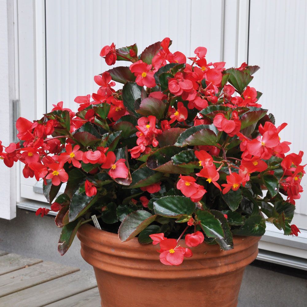 Begonia 'Big Red with Green Leaf' i gruppen Frø / Ettårige blomster hos Impecta Fröhandel (54)