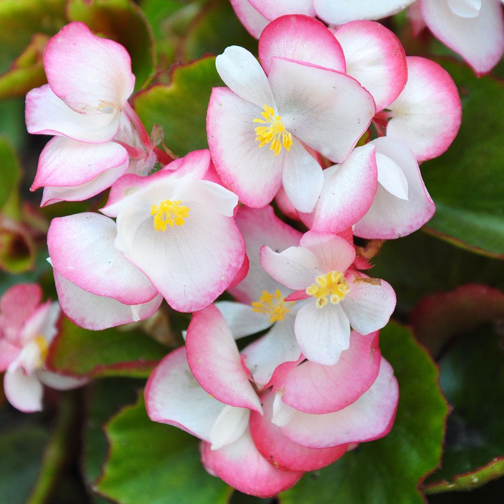 Sommerbegonia F1 'Super Olympia Bicolor' i gruppen Frø / Ettårige blomster hos Impecta Fröhandel (60)