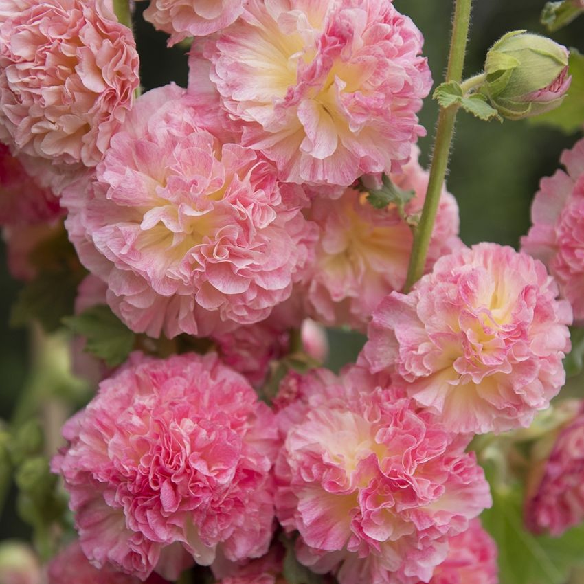 Stokkrose 'Chater's Salmon Pink' i gruppen Frø / Stauder hos Impecta Fröhandel (6023)