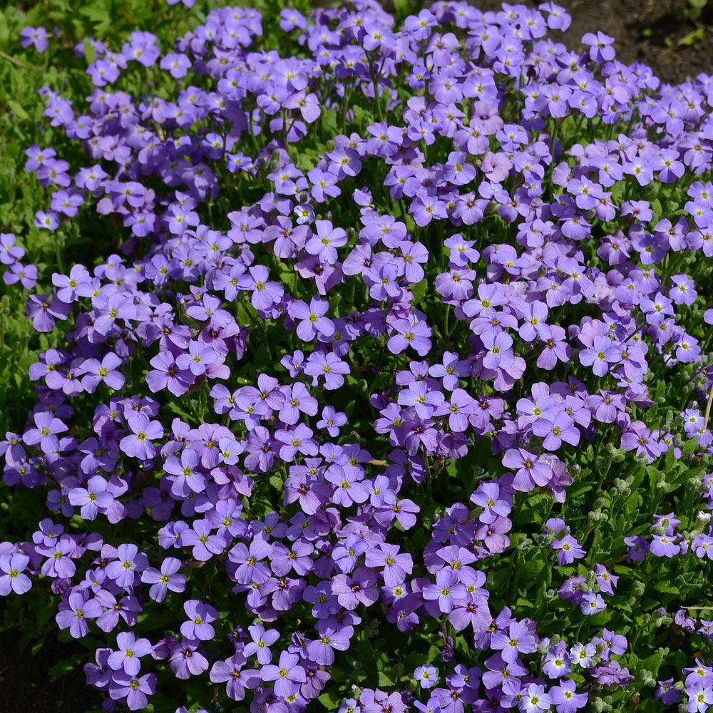 Hageblåpute 'Cascade Blue' i gruppen Frø / Stauder hos Impecta Fröhandel (6065)