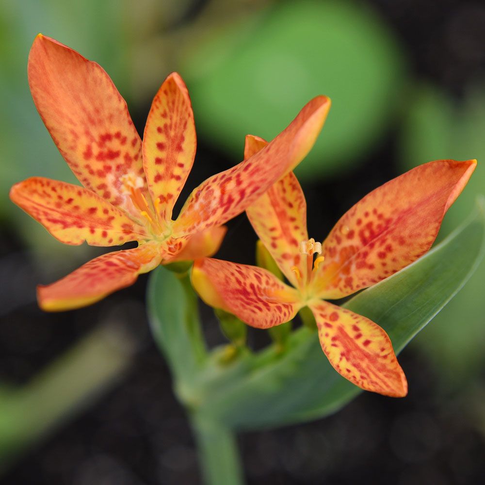 Leopardblomst 'Freckle Face' i gruppen Frø / Stauder hos Impecta Fröhandel (60720)