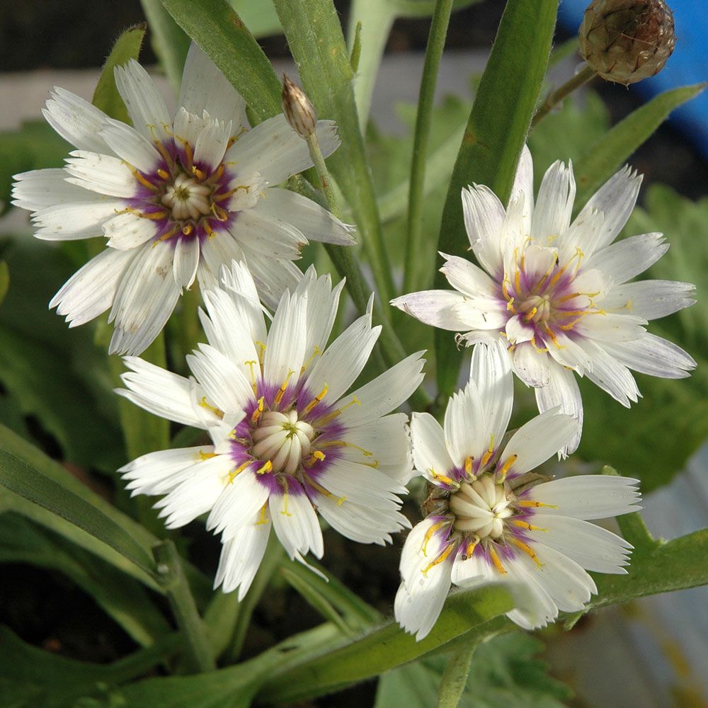 Hvit rasleblomst 'Bicolor' i gruppen Frø / Stauder hos Impecta Fröhandel (6106)