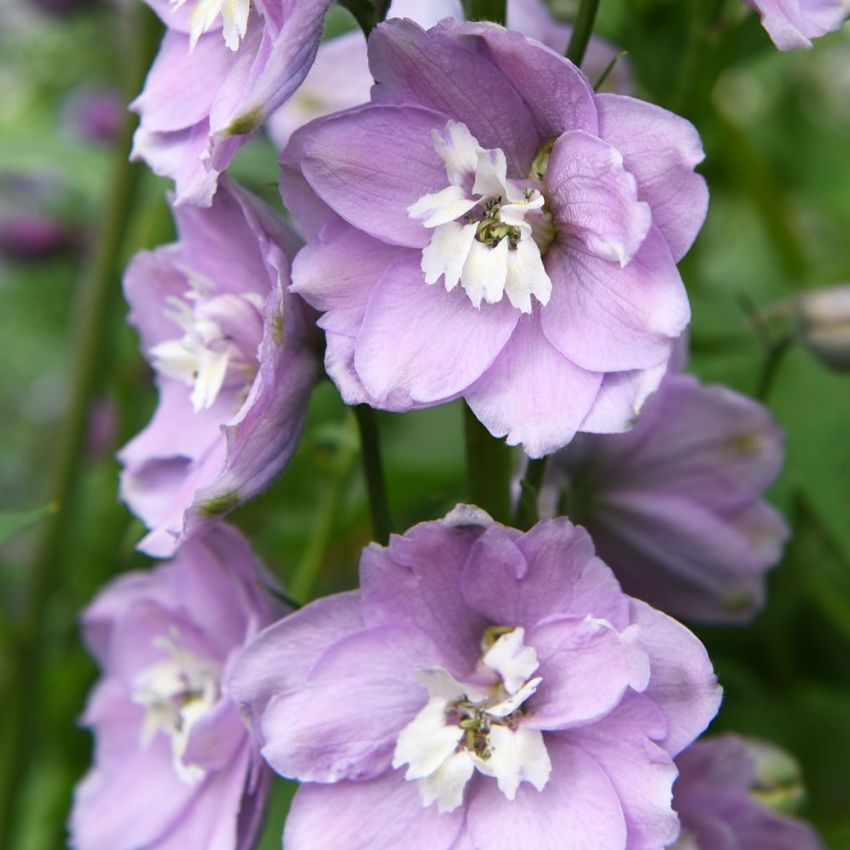 Hageridderspore 'Magic Fountains Cherry White Bee' i gruppen Frø / Stauder hos Impecta Fröhandel (61714)