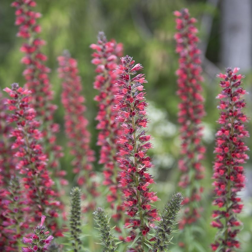 Pontechium maculatum 'Red Feathers' i gruppen Frø / Stauder hos Impecta Fröhandel (62101)