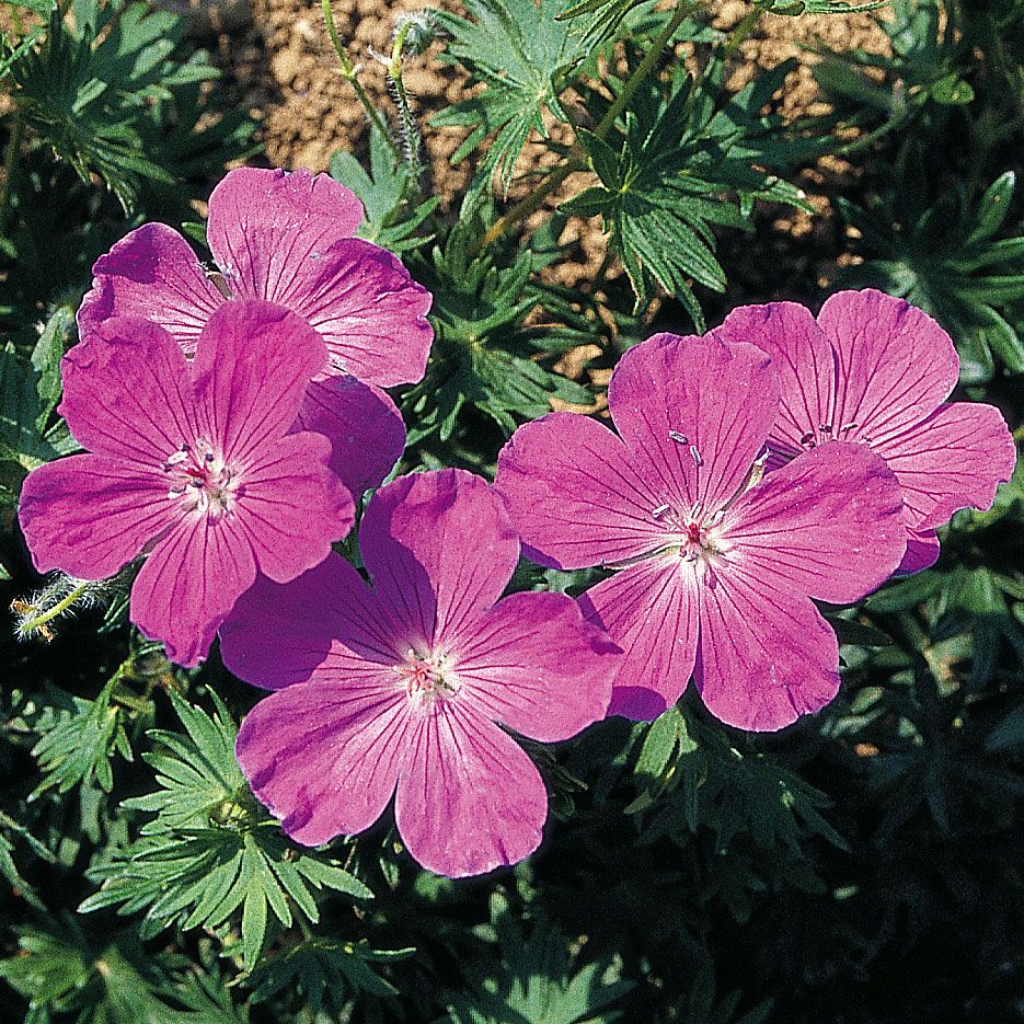 Blodstorkenebb 'Vision Violet' i gruppen Frø / Stauder hos Impecta Fröhandel (6261)
