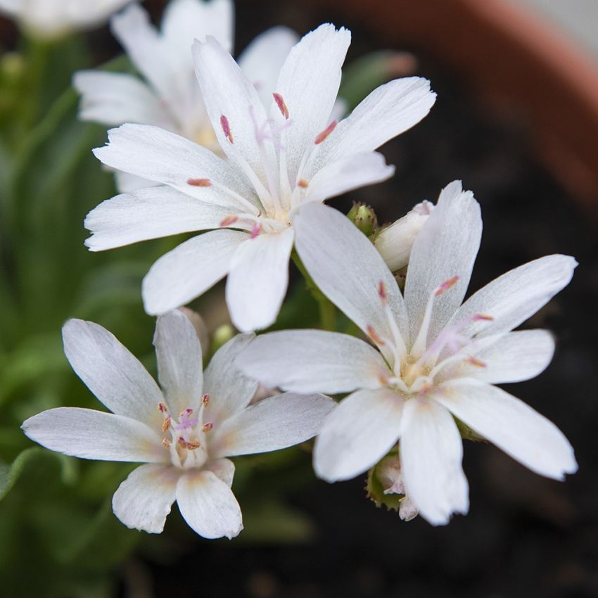 Lewisia 'Little Snowberry' i gruppen Frø / Stauder hos Impecta Fröhandel (63501)