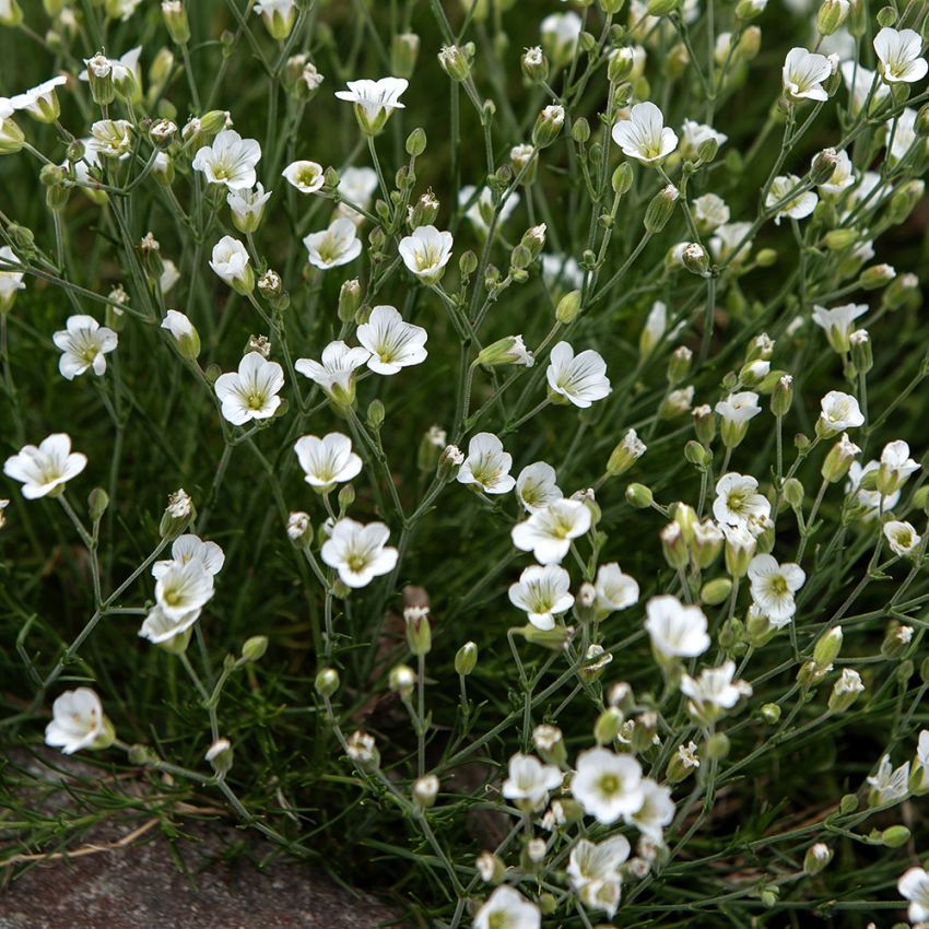 Cherleria, bittesmå blomster i det reneste hvide med svage, mørkegrønne åreaftegninger og en gul midte.