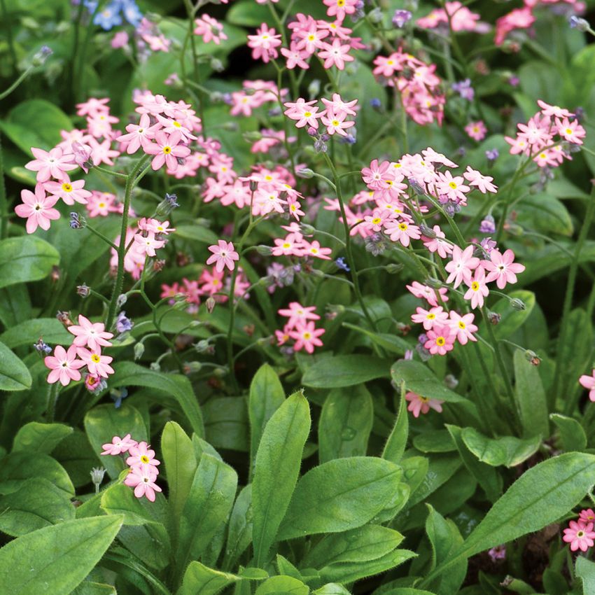 Skogforglemmegei 'Victoria Rosea' i gruppen Frø / Stauder hos Impecta Fröhandel (6431)