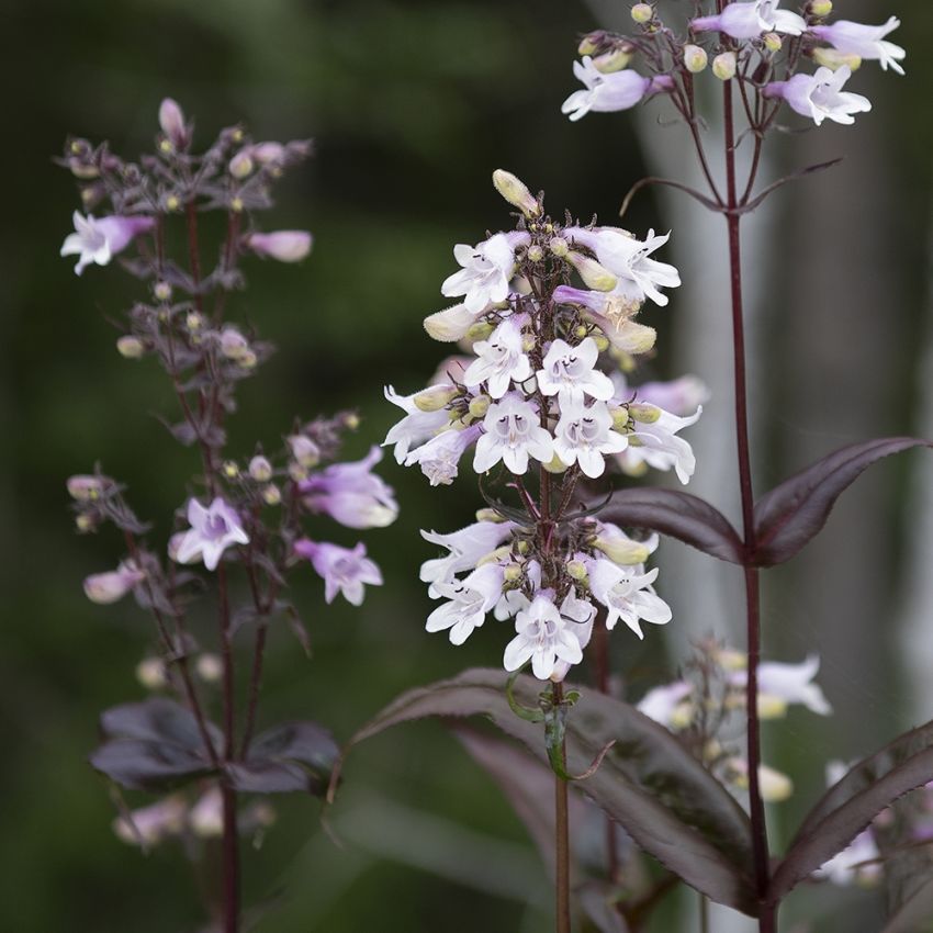 Rørblomst 'Mystica' i gruppen Frø / Stauder hos Impecta Fröhandel (64710)
