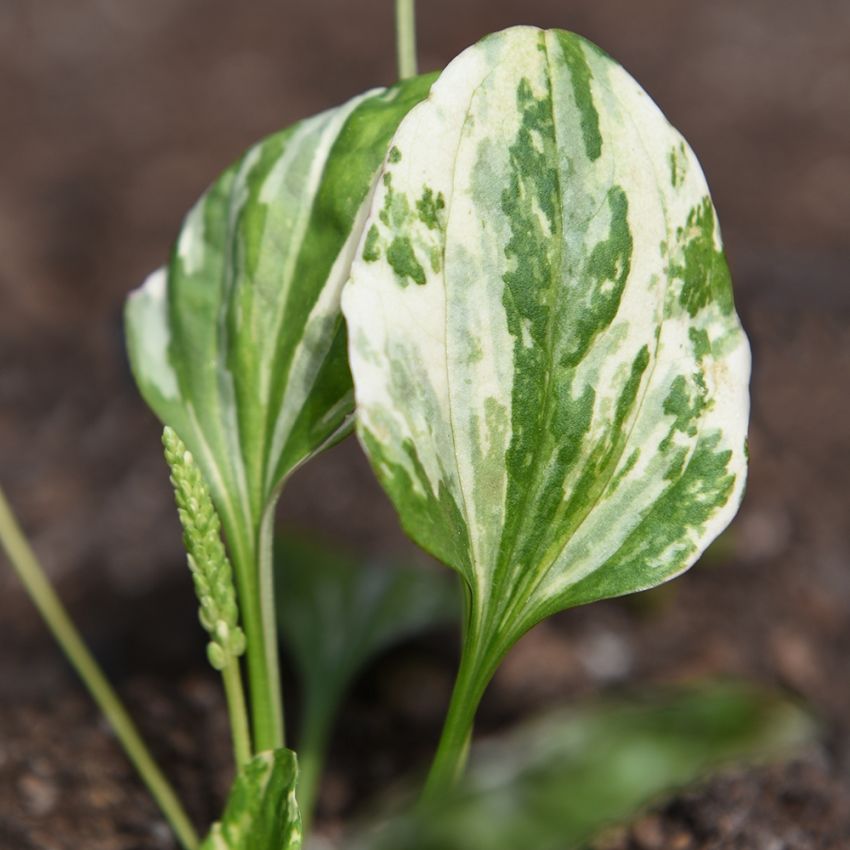 Groblad 'Variegata' i gruppen Frø / Stauder hos Impecta Fröhandel (64850)