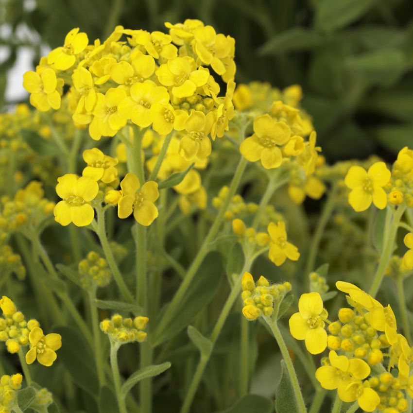 Steindodre ''Gold Rush''