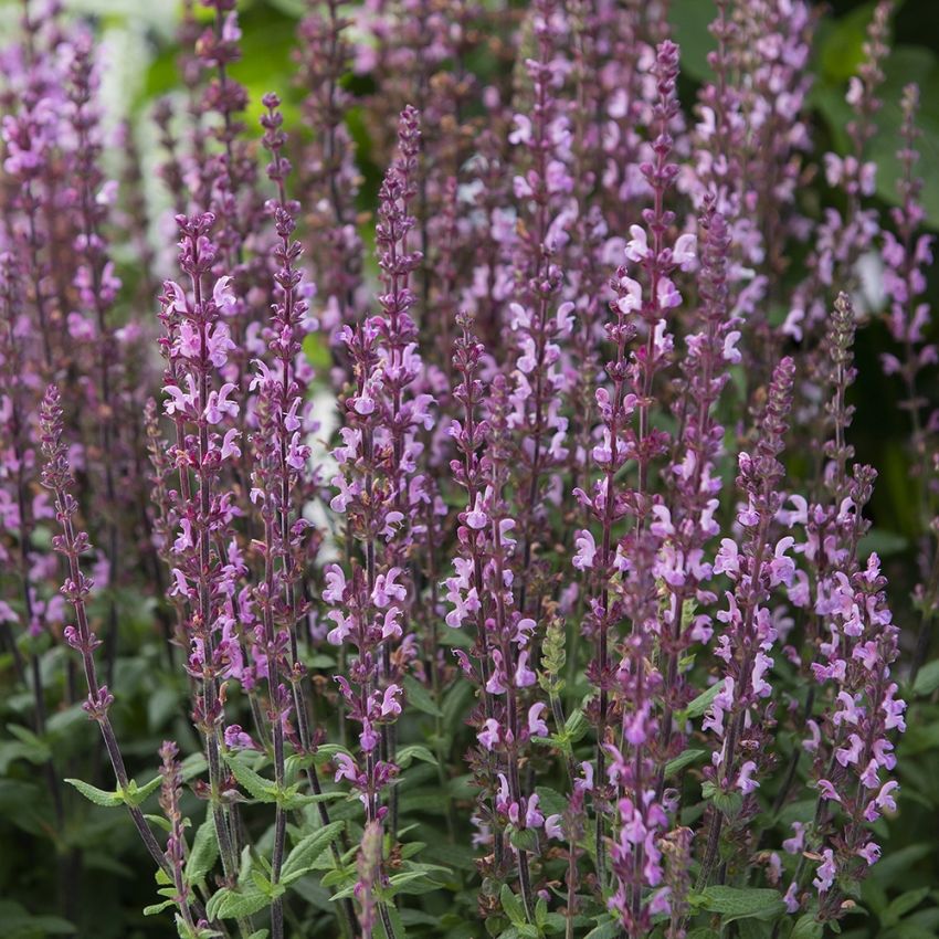 Steppesalvie 'Merleau Rose' i gruppen Frø / Stauder hos Impecta Fröhandel (65307)