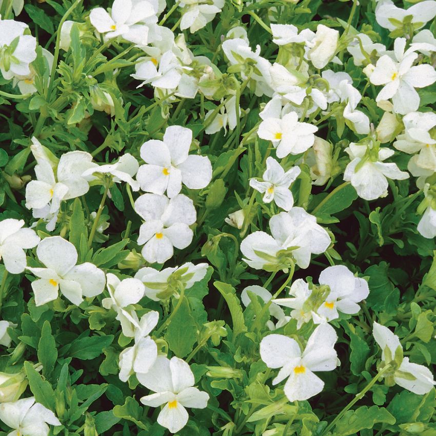 Hornfiol 'White Perfection' i gruppen Frø / Stauder hos Impecta Fröhandel (6650)
