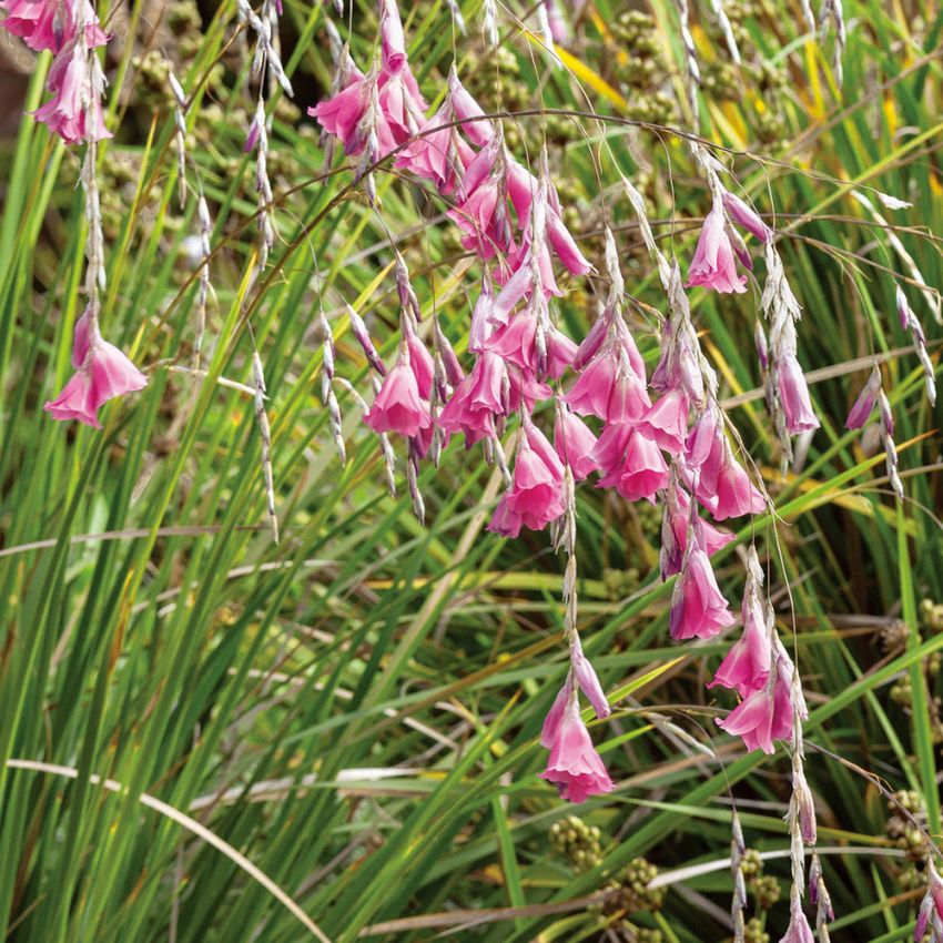 Dierama i gruppen Frø / Stauder hos Impecta Fröhandel (6734)