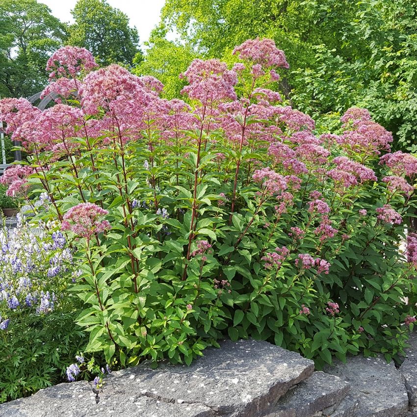 Hjortetrøst 'Atropurpureum' i gruppen Frø / Stauder hos Impecta Fröhandel (6738)