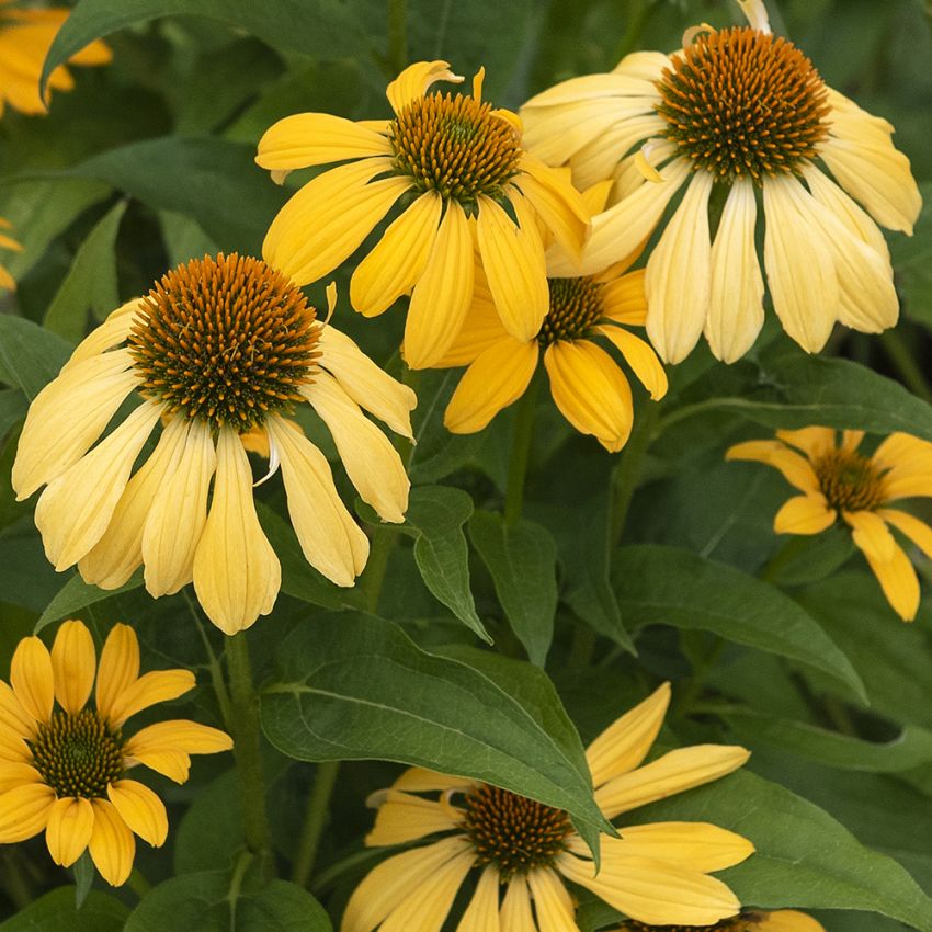 Solhatt ''Paradiso Yellow''