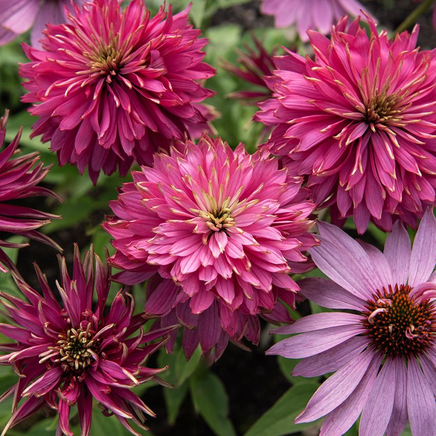 Purpursolhat 'Paradiso Super-Duper', purpurrosa blomster i flere nuancer, med limegrønne kronbladsspidser og midte.