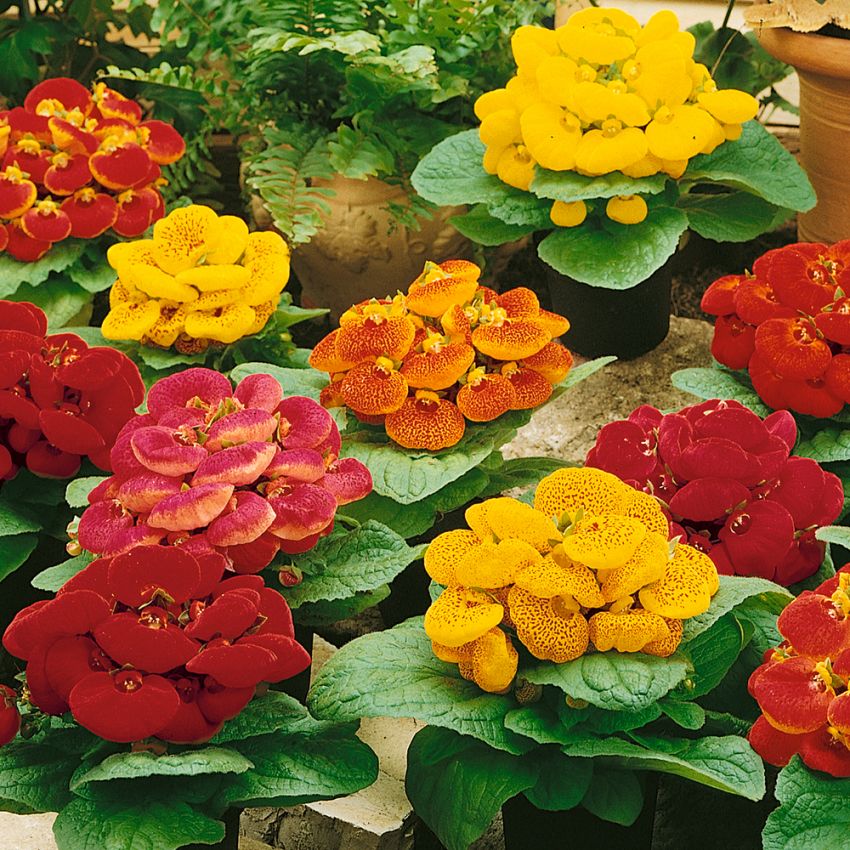 Tøffelblomst F2 'Fascination' i gruppen Frø / Ettårige blomster hos Impecta Fröhandel (68)