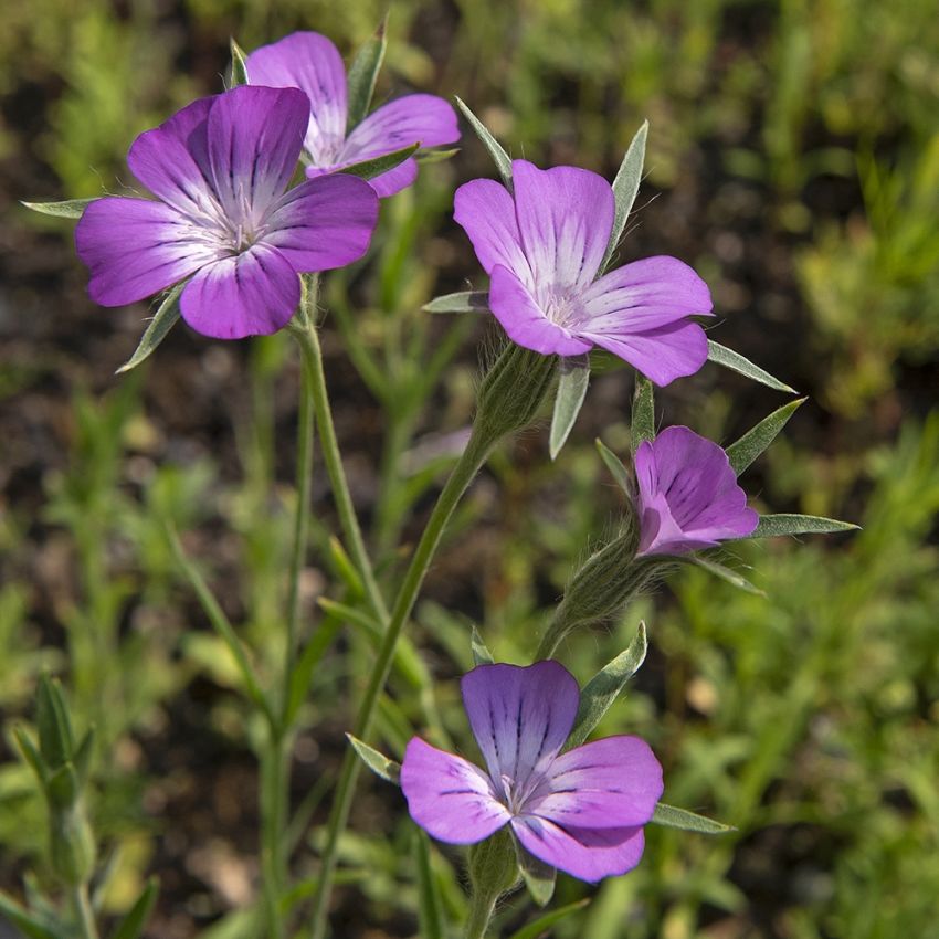 Klinte i gruppen Frø / Nordiske villblomster hos Impecta Fröhandel (7045)