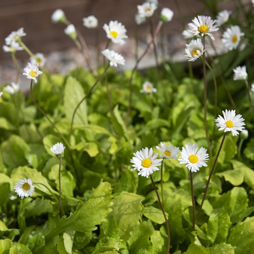 Tusenfryd i gruppen Frø / Nordiske villblomster hos Impecta Fröhandel (70800)