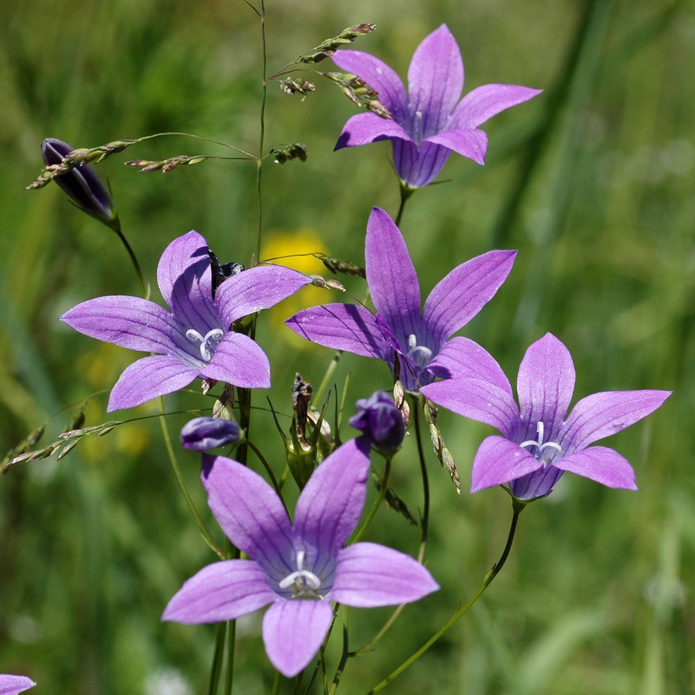 Engklokke i gruppen Frø / Nordiske villblomster hos Impecta Fröhandel (7175)