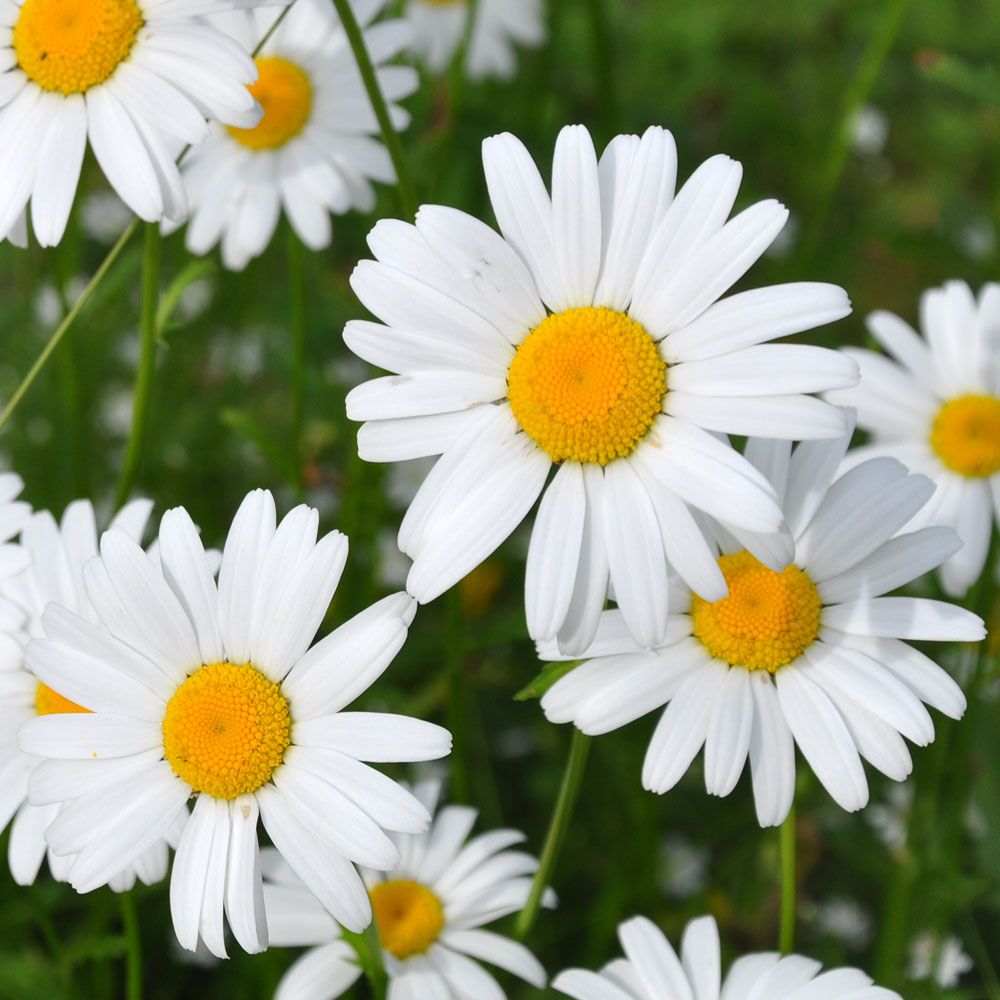 Prestekrage i gruppen Frø / Nordiske villblomster hos Impecta Fröhandel (7530)