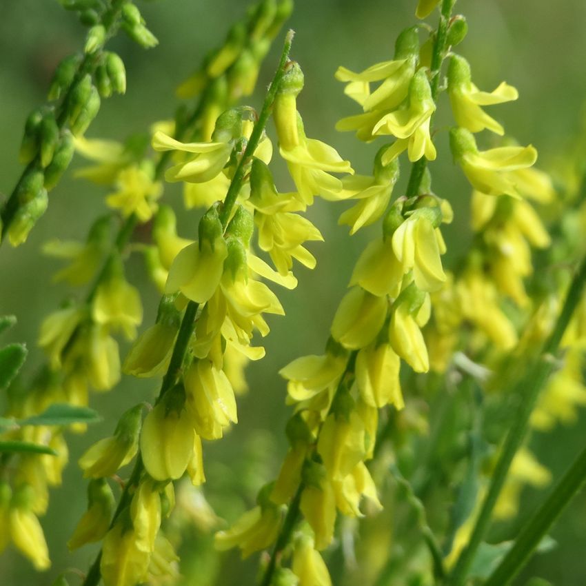 Legesteinkløver i gruppen Frø / Nordiske villblomster hos Impecta Fröhandel (7580)