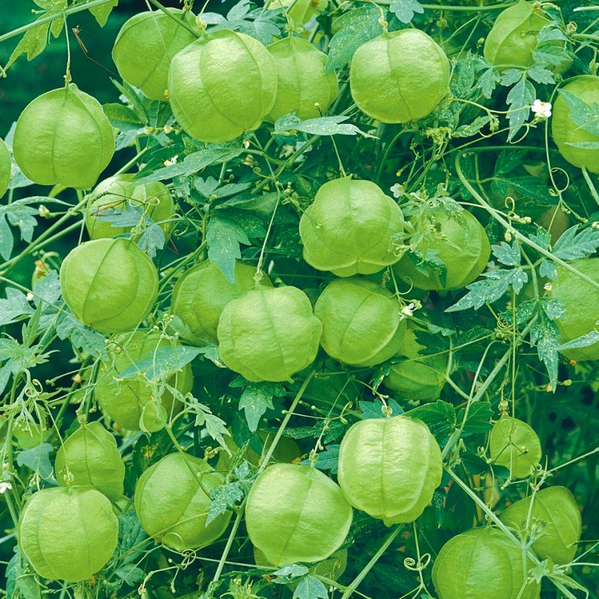 Ballongranke i gruppen Frø / Ettårige blomster hos Impecta Fröhandel (77)