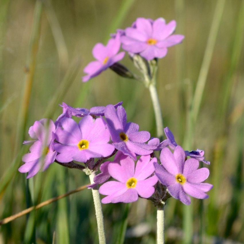 Melnøkleblom i gruppen Frø / Nordiske villblomster hos Impecta Fröhandel (7750)