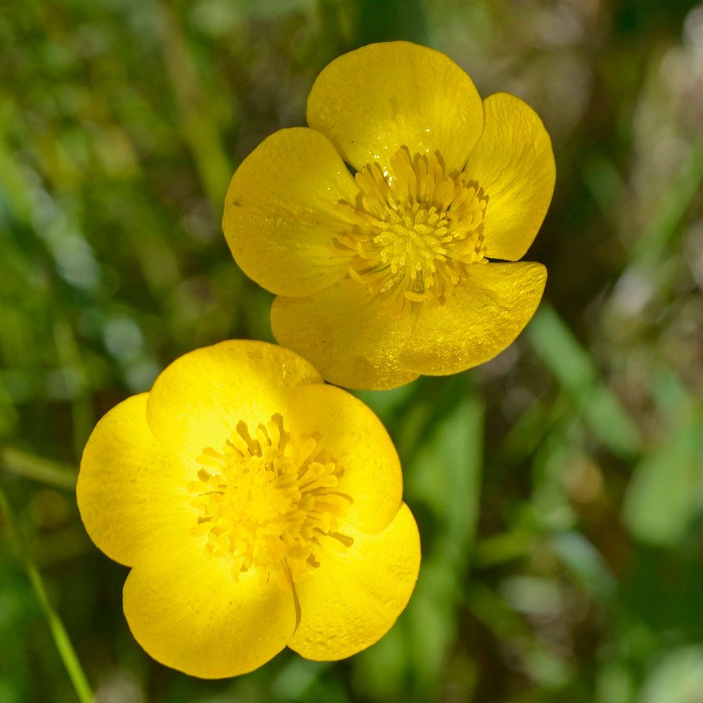 Smørblomst i gruppen Frø / Nordiske villblomster hos Impecta Fröhandel (7802)