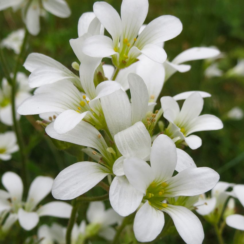 Nyresildre i gruppen Frø / Nordiske villblomster hos Impecta Fröhandel (7842)