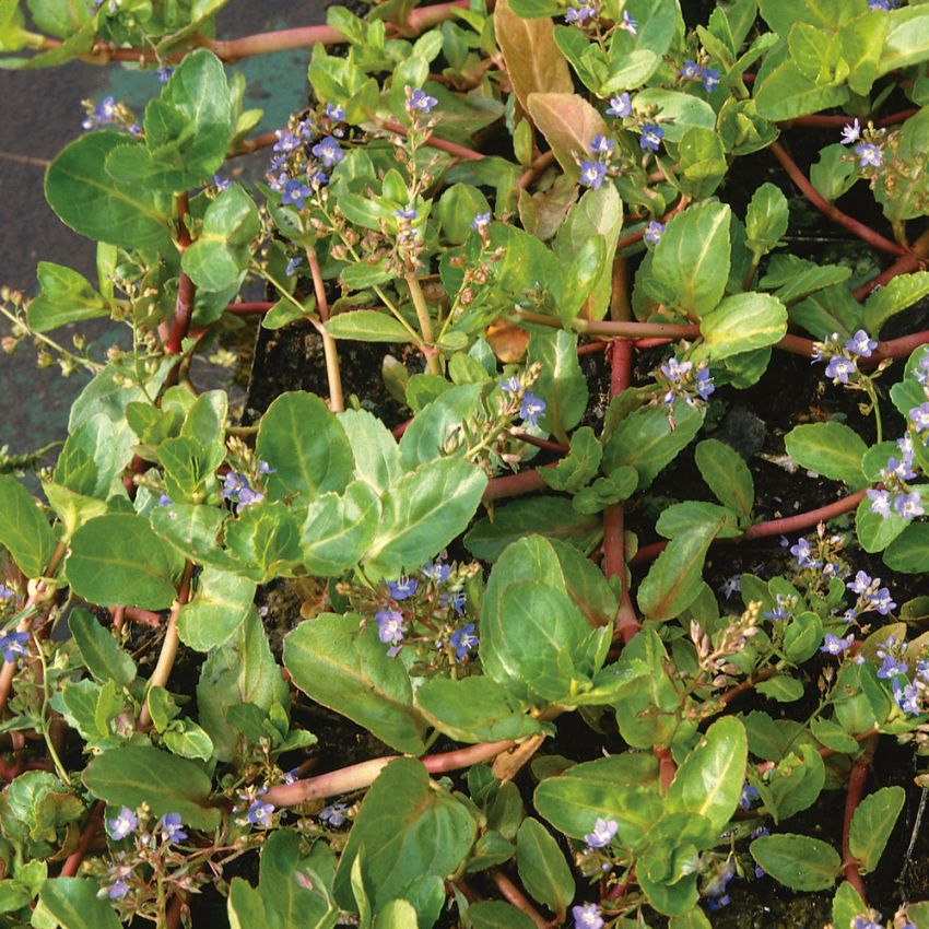 Bekkeveronika i gruppen Frø / Nordiske villblomster hos Impecta Fröhandel (7930)