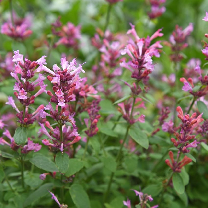 Kolibrimynte 'Arizona Sunset' i gruppen Frø / Ettårige blomster hos Impecta Fröhandel (80152)