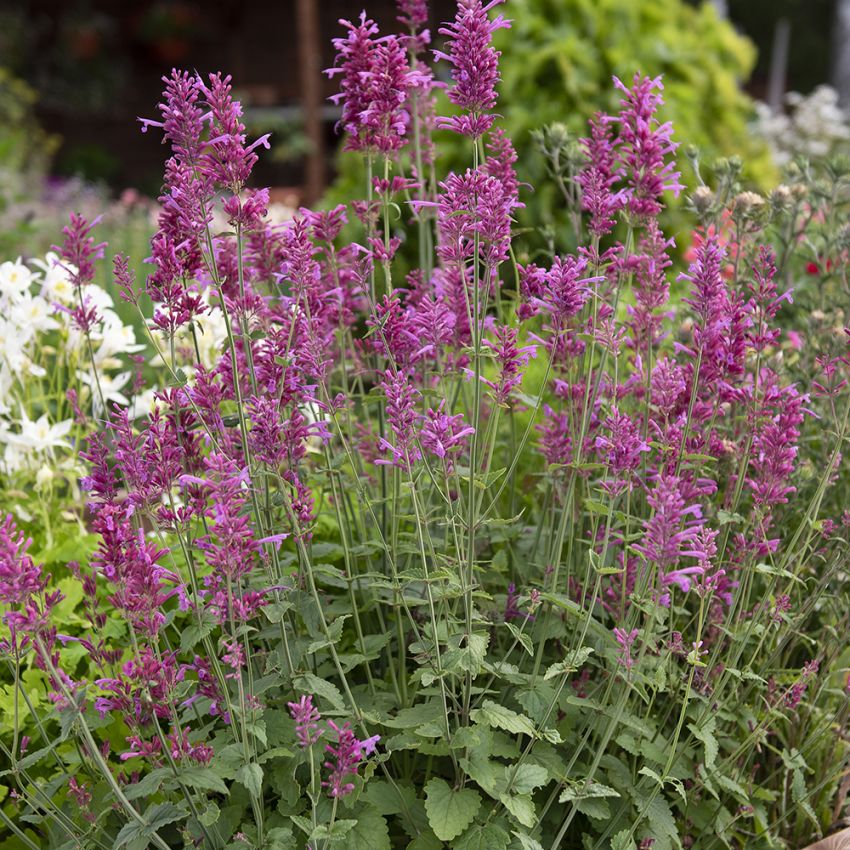 Lilla kolibrimynte 'Heather Queen' i gruppen Frø / Stauder hos Impecta Fröhandel (80154)