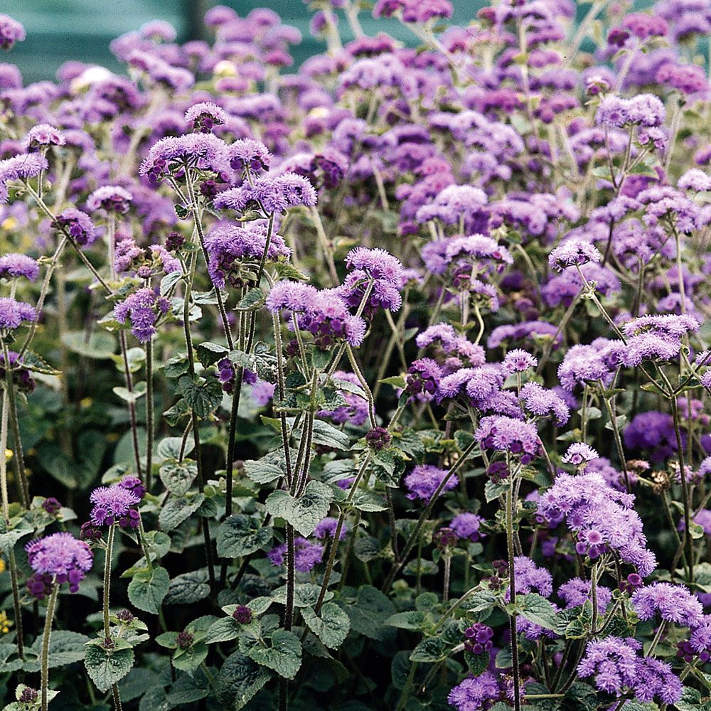 Blåkurv 'Dondo Blue' i gruppen Frø / Ettårige blomster hos Impecta Fröhandel (8020)