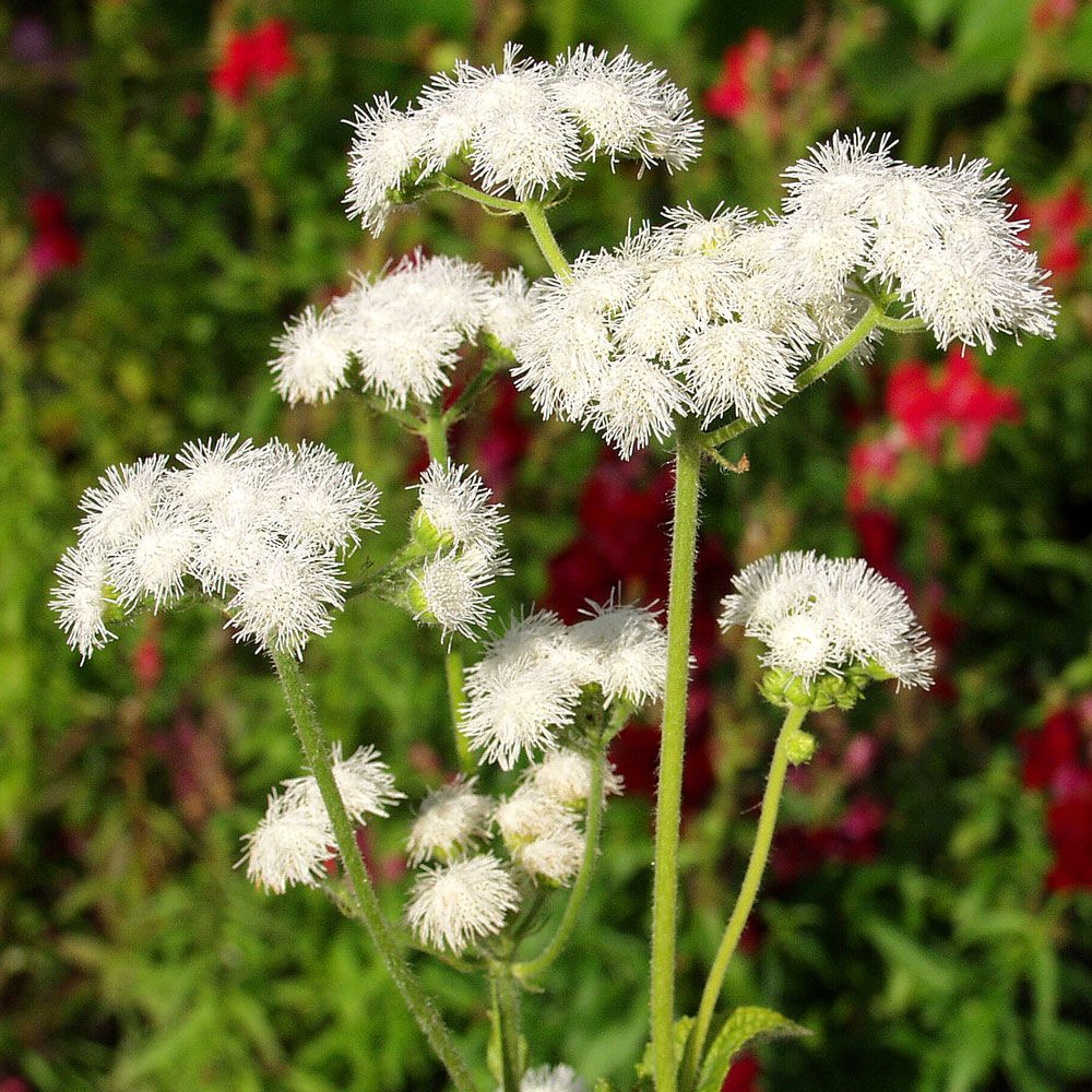 Blåkurv 'Dondo White' i gruppen Frø / Ettårige blomster hos Impecta Fröhandel (8021)