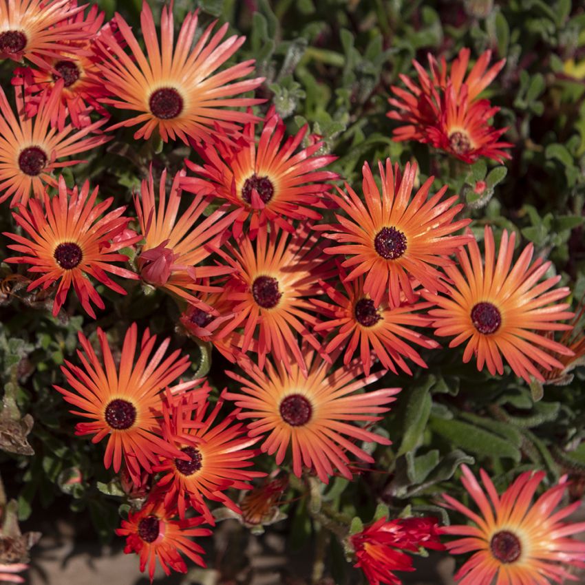 Middagsblomst 'Pink' i gruppen Frø / Ettårige blomster hos Impecta Fröhandel (80280)