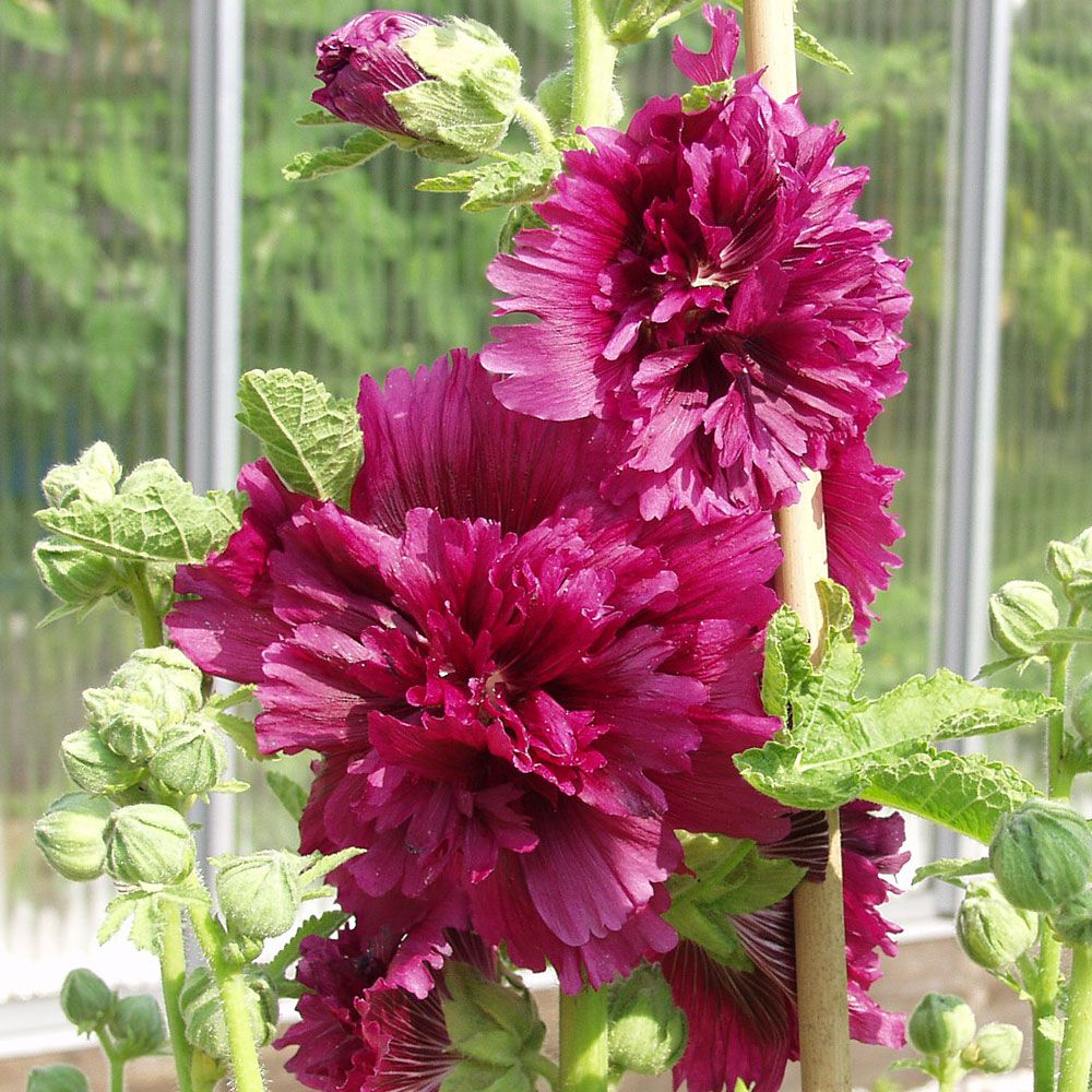 Ettårig stokkrose 'Queeny Purple' i gruppen Frø / Ettårige blomster hos Impecta Fröhandel (8046)