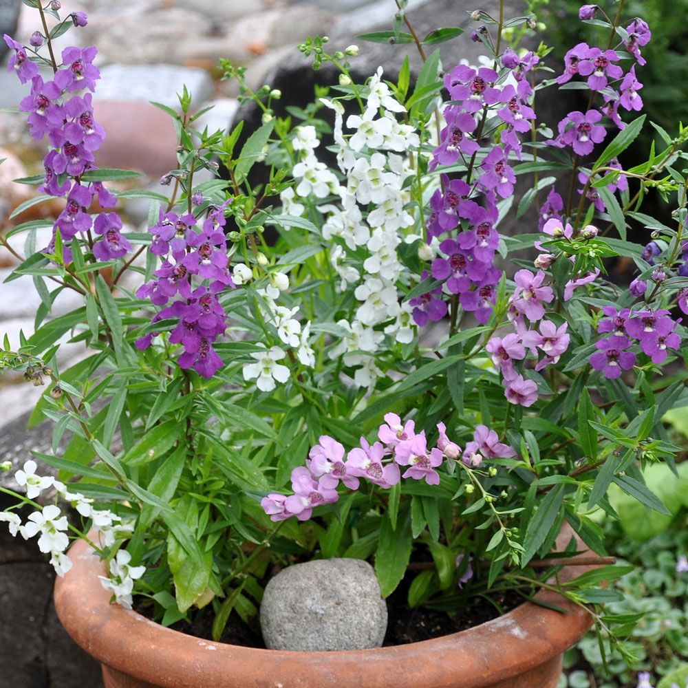 Angelonia F1 'Serena' i gruppen Frø / Ettårige blomster hos Impecta Fröhandel (8078)