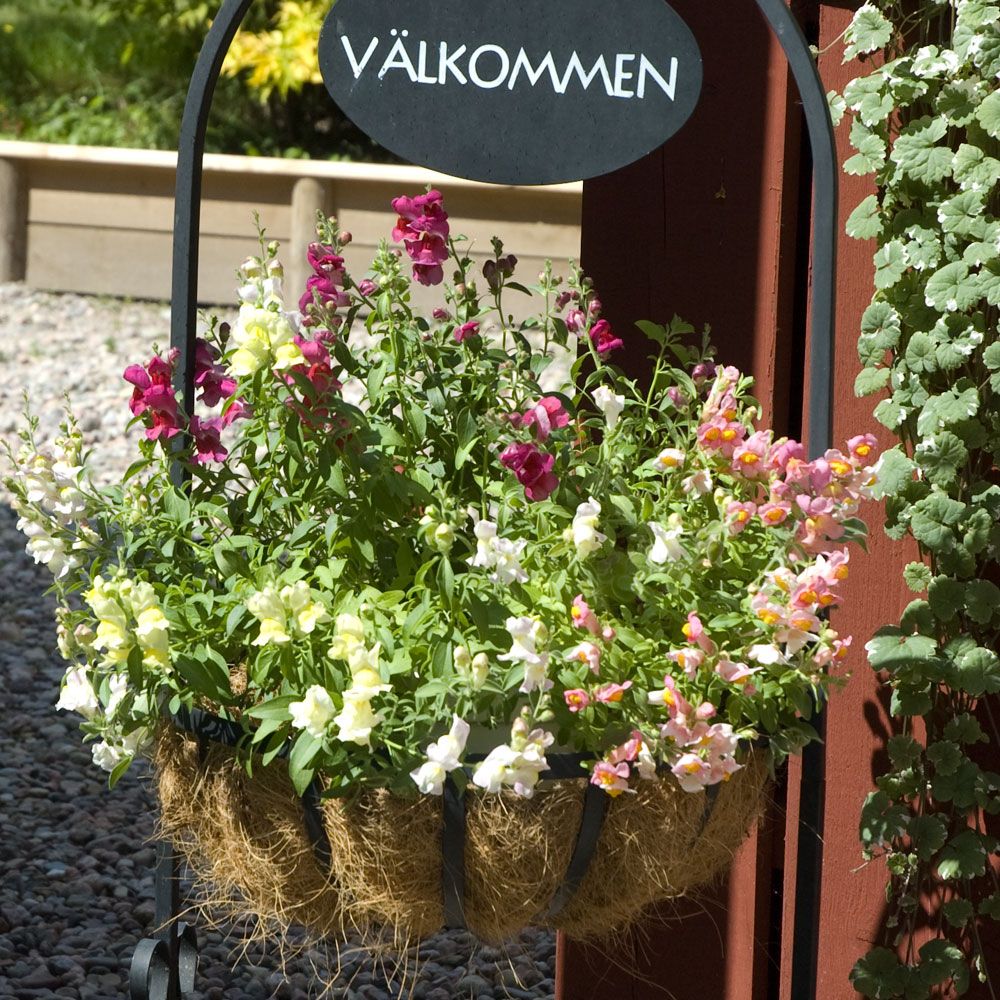 Prydløvemunn F1 'Pola' i gruppen Frø / Ettårige blomster hos Impecta Fröhandel (8092)