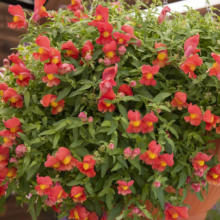 Prydløvemunn F1 ''Candy Showers Orange''