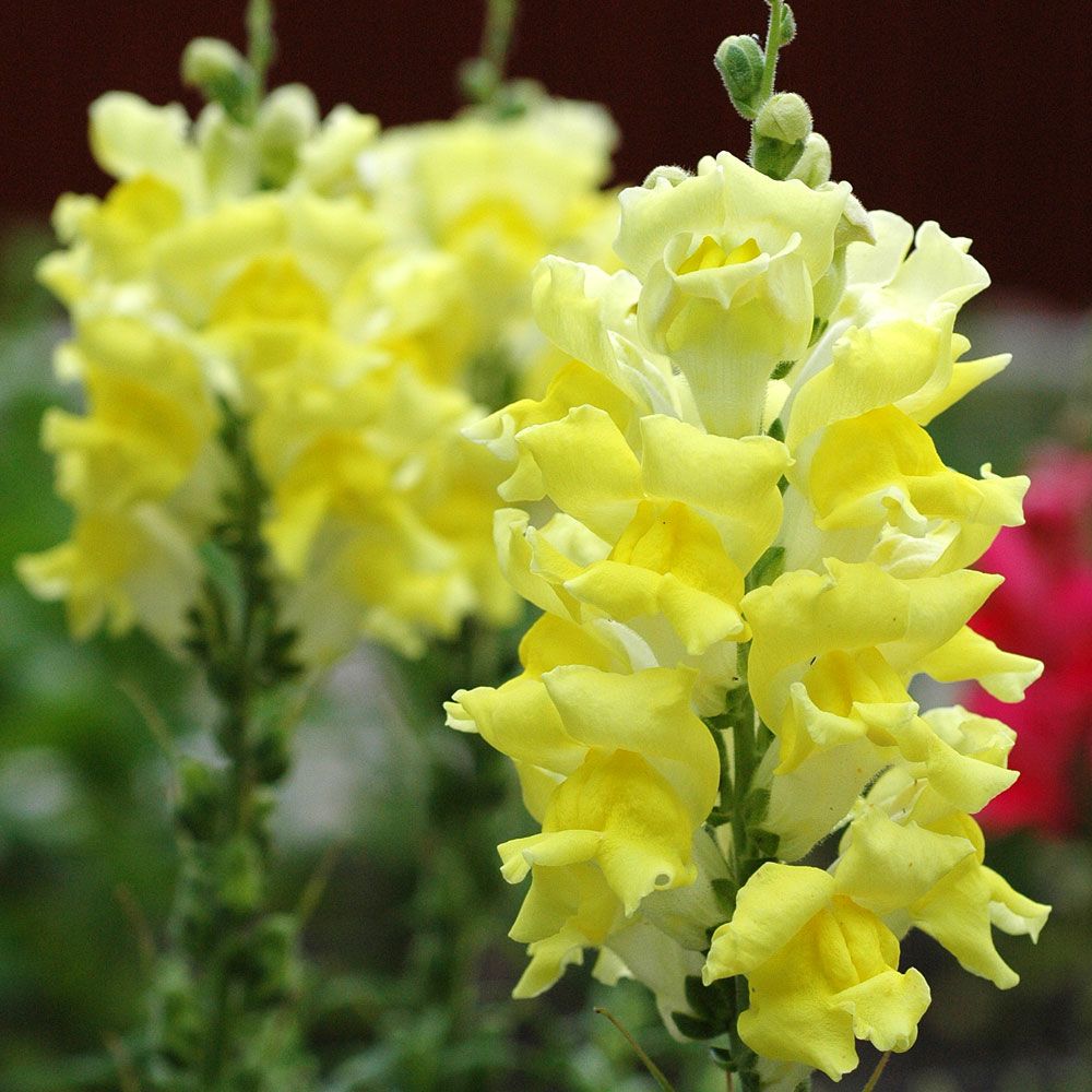 Prydløvemunn F1 'Rocket Lemon Yellow' i gruppen Frø / Ettårige blomster hos Impecta Fröhandel (80971)