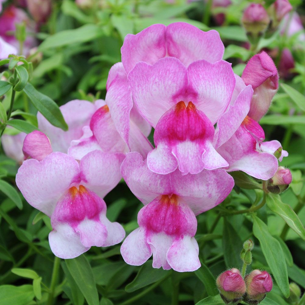 Prydløvemunn F1 'Snappy Orchid' i gruppen Frø / Ettårige blomster hos Impecta Fröhandel (80991)